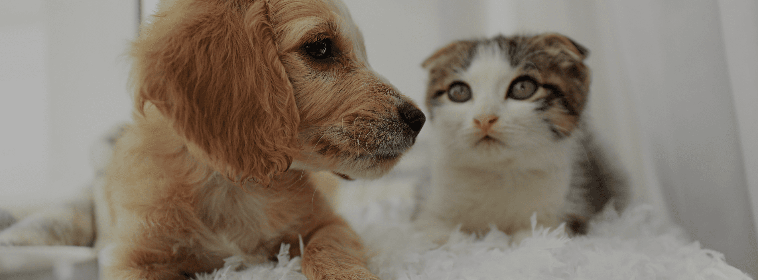 ผลิตภัณฑ์สำหรับสัตว์เลี้ยง